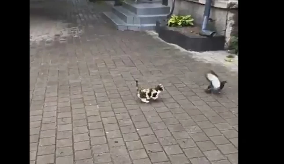 A generic square placeholder image with rounded corners in a figure.