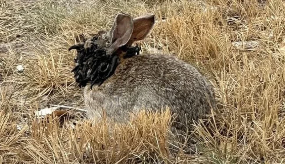 A generic square placeholder image with rounded corners in a figure.