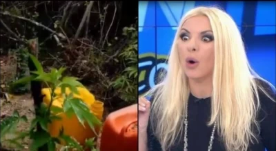 Συνελήφθη «παρατράγουδο» της Αννίτας Πάνια για καλλιέργεια κάνναβης στην Εύβοια