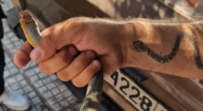 Θεσσαλονίκη: Ποιο είναι το φίδι που βρέθηκε στο κέντρο της Καλαμαριάς