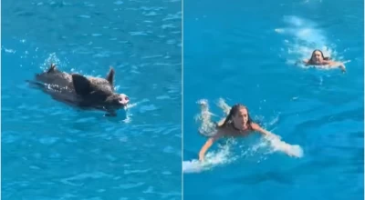 Ιθάκη: Πήγαν για μπάνιο και τους πήρε στο κυνήγι... αγριογούρουνο