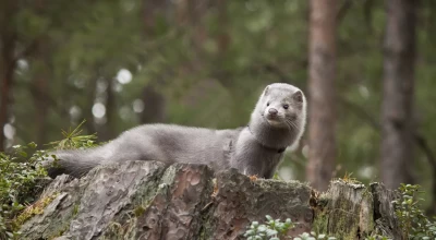 Φρίκη στην Καστοριά: Μινκ επιτέθηκε και ακρωτηρίασε ηλικιωμένη (vid)