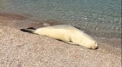 Σύμη: Φώκια βγήκε στη στεριά για να κάνει βόλτα και... ηλιοθεραπεία