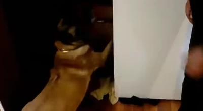 Θεσσαλονίκη: Ο IRIS μύρισε ένα κιλό κοκαΐνης και πέντε κιλά κάνναβης