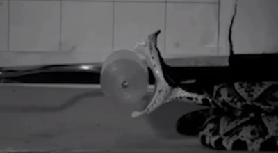 Η τέχνη του θανάτου: Πώς τα φίδια σκοτώνουν σε 60 χιλιοστά του δευτερολέπτου