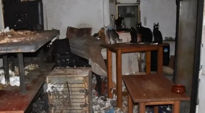 Δονούσα: Πρόστιμο 1,7 εκ. ευρώ σε 63χρονο-Άφησε χωρίς φαγητό 58 γάτες