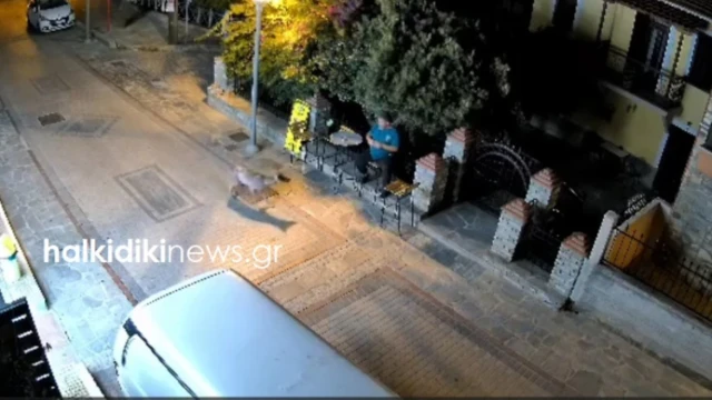 Αναστάτωση στη Νικήτη-Λύκος έκανε... βόλτα μέσα στον οικισμό (vid)